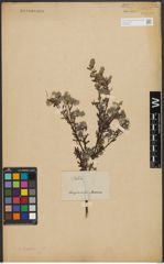 Foto von Salix taxifolia Kunth